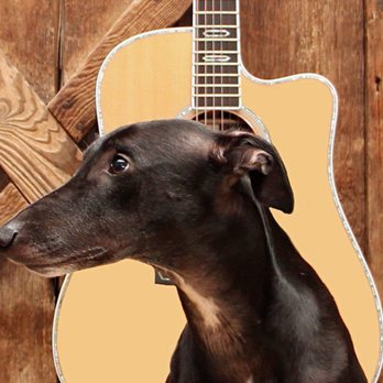 Running Dogs Music - Musical Instruments & Teachers Near Me - Broken Arrow, Oklahoma Running Dogs Music - Musical Instruments & Teachers Near Me - Broken Arrow, Oklahoma