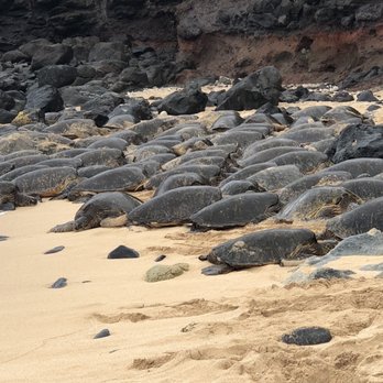 Hookipa Beach Park - Parks Near Me - Paia, Hawaii