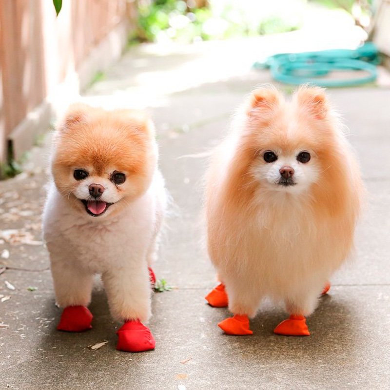 Vail Valley Pet Groomers Image