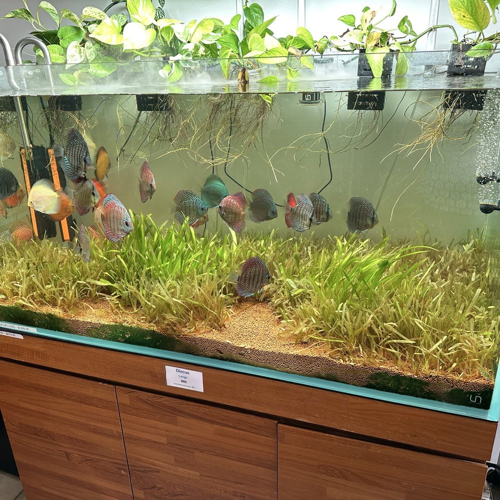 Tiny Aquatics - Local Fish Stores Near Me - Round Rock, Texas Tiny Aquatics - Local Fish Stores Near Me - Round Rock, Texas