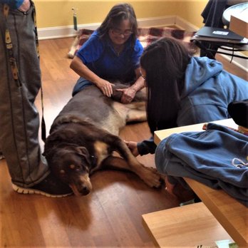 All Well Beings - working on the hind leg of a pet client - Holistic Animal Care Near Me