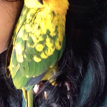 Laredo Exotic Birds N More - Pet Stores Near Me - Laredo, Texas Laredo Exotic Birds N More - Pet Stores Near Me - Laredo, Texas
