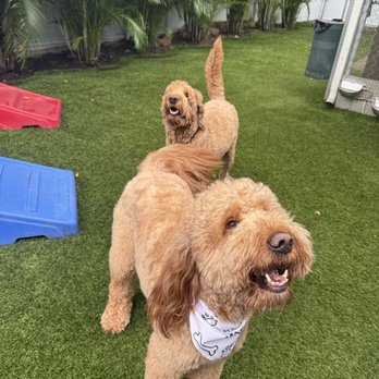 The Palace - Yard! - Pet Boarding Near Me - Plantation, Florida