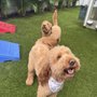 Photo of The Palace for Dogs