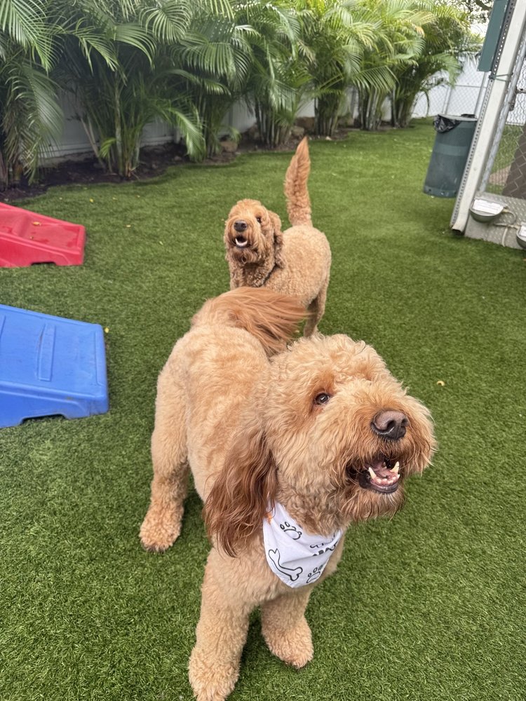 The Palace Spa - pet boarding facility in Plantation, FL