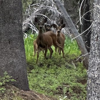 Tuolumne Meadows Lodge - Deer - Campgrounds Near Me - Tuolumne Meadows, California