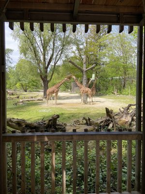 Hellabrunn Zoo by null