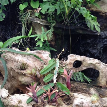 Rainforest Flora - Nurseries & Gardening Near Me - Torrance, California Rainforest Flora - Nurseries & Gardening Near Me - Torrance, California