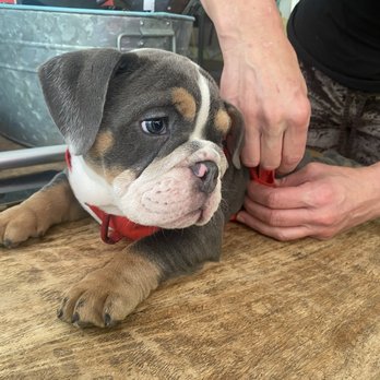 Marin Bulldog - Pet Breeders Near Me Marin Bulldog - Pet Breeders Near Me