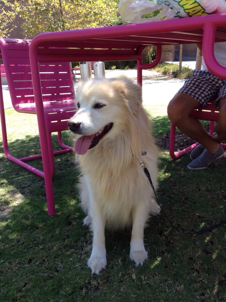 PALM PLAZA PET HOSPITAL near you at 2501 E Palmdale Blvd, Palmdale