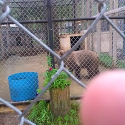 A teal live bear!!