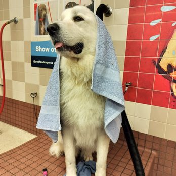 Pet Food Express - Artemis our Great Pyrenees, getting dolled up today. - Pet Stores Near Me - Concord, California