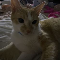 Bushwick Veterinary Center - My name is Pumpkin!!!