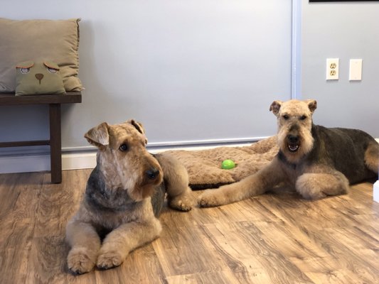 DEDE AND SUNSHINE DOG GROOMING - 88 Photos &amp; 26 Reviews - 303 Fauqiuer St, Fredericksburg, VA - Yelp