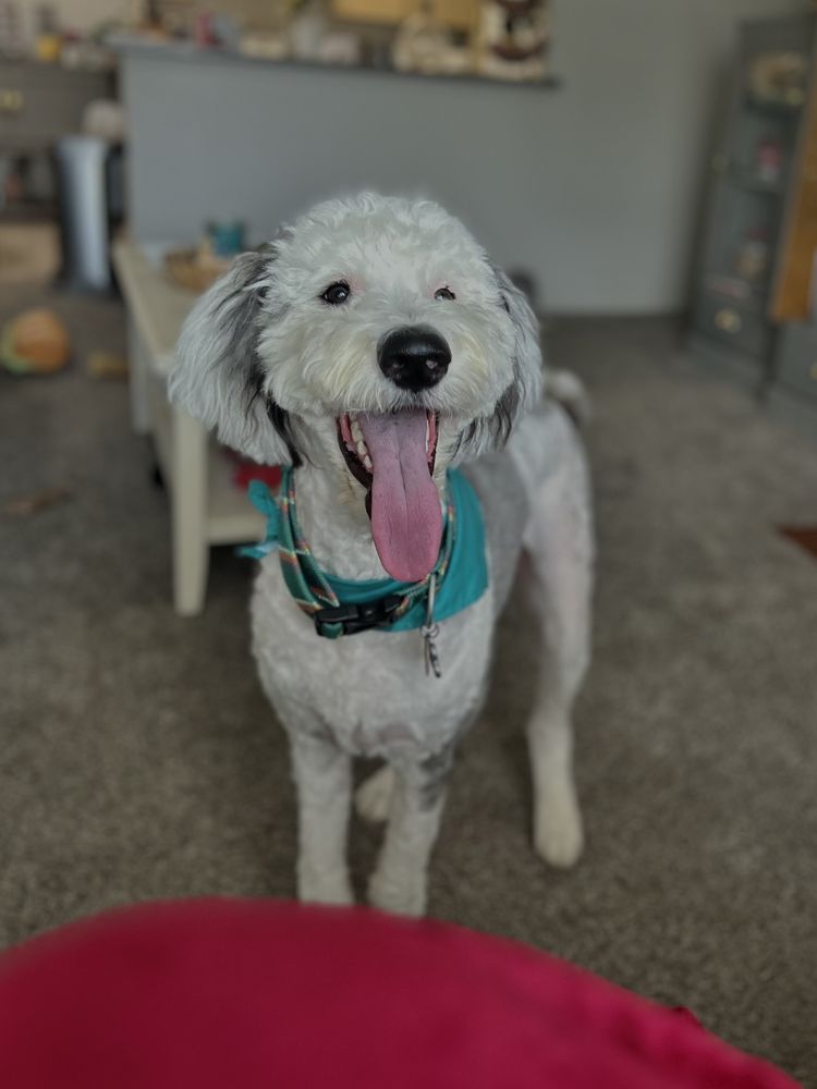 CAMP BOW WOW Updated October 2024 8570 N Green Hills Rd, Kansas City, Missouri Pet