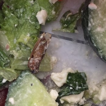 Salad and Go - A bug found tossed in my salad. - Salad Near Me - Gilbert, Arizona Salad and Go - A bug found tossed in my salad. - Salad Near Me - Gilbert, Arizona