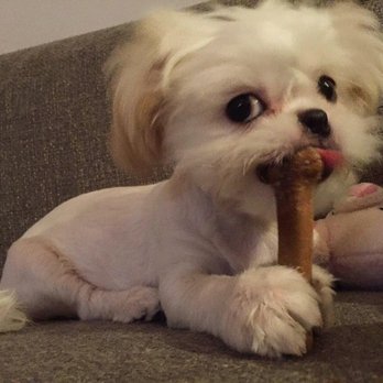 Disco Paws - Pet Sitting Near Me - Astoria, New York