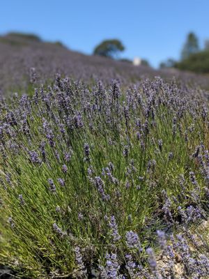 Monte-Bellaria di California by null
