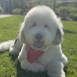 Dog groomer Dog groomer