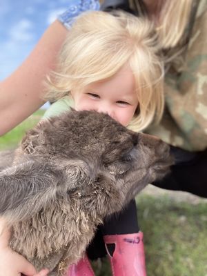 Carlson's Llovable Llamas by null