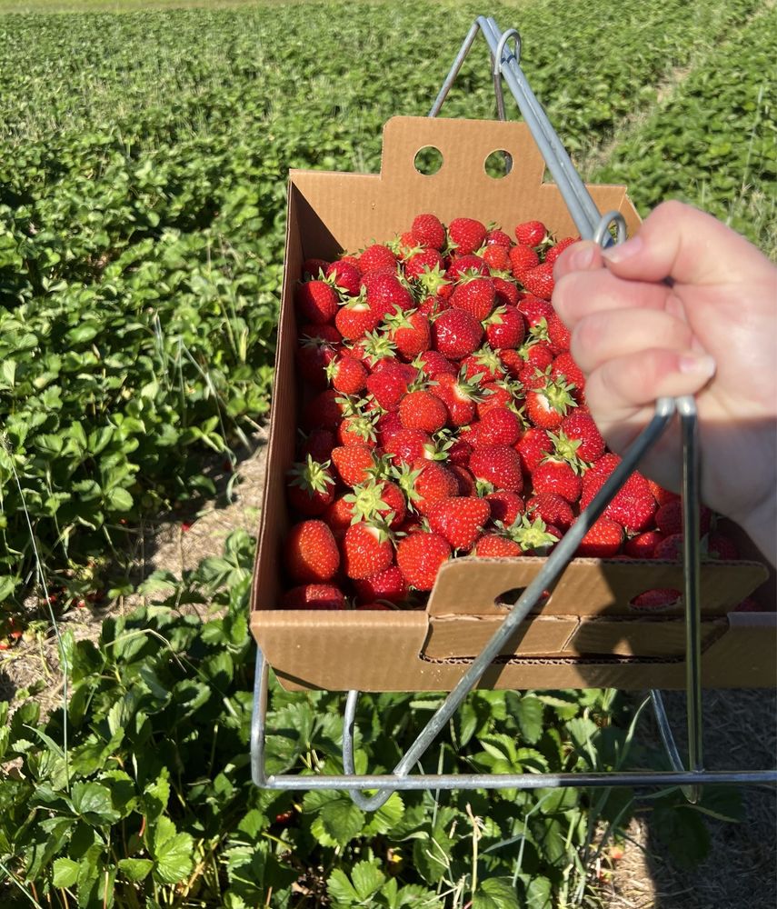 Berry Hill Farm Logo