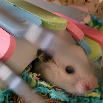 Furball Critters - Happy syrian - Pet Breeders Near Me - Santa Cruz, California Furball Critters - Happy syrian - Pet Breeders Near Me - Santa Cruz, California