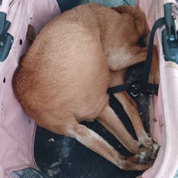 Bella died after being turned away from Petco vet. Her owner was pregnant and could barely walk because of swollen feet.