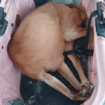 Petco - Bella died after being turned away from Petco vet. Her owner was pregnant and could barely walk because of swollen feet. - Pet Groomers Near Me - San Antonio, Texas