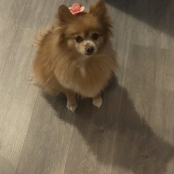 Lulu's Doggy Salon & Spaw - Adorable and perfectly cut! Thank you Lulu's ! - Pet Groomers Near Me - Henderson, Nevada Lulu's Doggy Salon & Spaw - Adorable and perfectly cut! Thank you Lulu's ! - Pet Groomers Near Me - Henderson, Nevada
