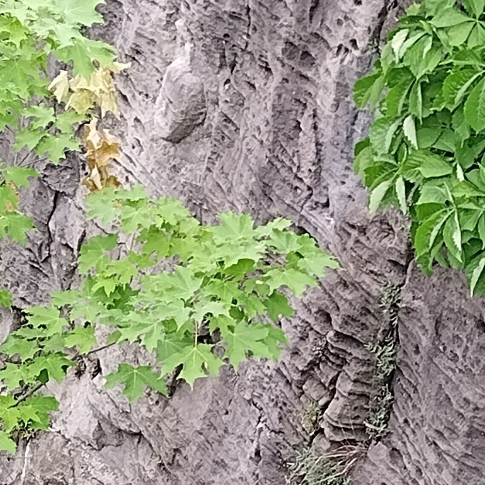Niagara Glen Nature Reserve - Great rock cliffs - Parks Near Me - Niagara Falls, Ontario Niagara Glen Nature Reserve - Great rock cliffs - Parks Near Me - Niagara Falls, Ontario