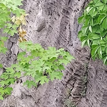 Niagara Glen Nature Reserve - Great rock cliffs - Parks Near Me - Niagara Falls, Ontario Niagara Glen Nature Reserve - Great rock cliffs - Parks Near Me - Niagara Falls, Ontario