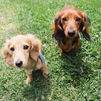 Camp Run-A-Mutt East County - Mocha & Latte! - Pet Sitting Near Me - El Cajon, California Camp Run-A-Mutt East County - Mocha & Latte! - Pet Sitting Near Me - El Cajon, California
