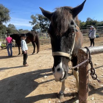 Rawhide Ranch - Sterling the hourse - Horseback Riding Near Me - Bonsall, California