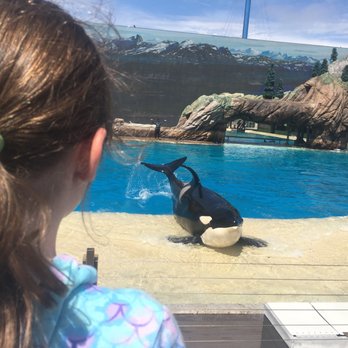 Orca Encounter - Amusement Parks Near Me - San Diego, California