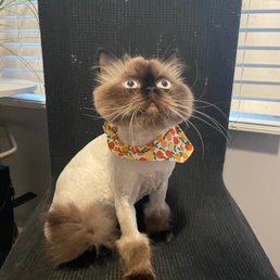 Persian cat - Lion cut Persian cat - Lion cut