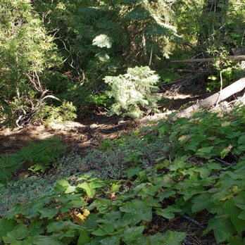Forest Bathing - Hiking Near Me - Big Bear Lake, California Forest Bathing - Hiking Near Me - Big Bear Lake, California