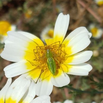 Calavera Lake - Green lynx spider, waiting for lunch... - Hiking Near Me - Carlsbad, California