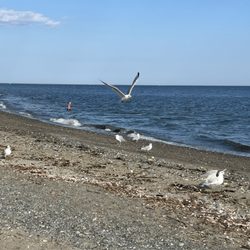 Lordship Beach - Gulls on the Beach