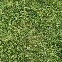 Ray Turf Farms - Thinning area