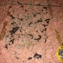 Photo of A A A Gates Wildlife Control