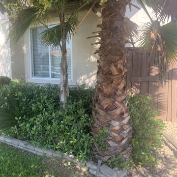 Montesinos Landscape - Before trees' removal. - Landscaping Near Me Montesinos Landscape - Before trees' removal. - Landscaping Near Me