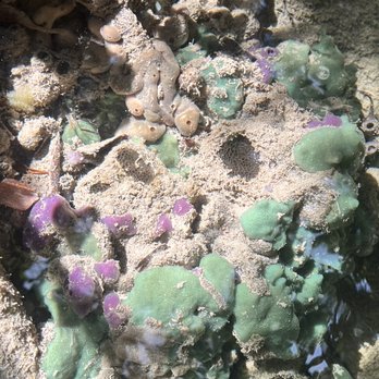 I Can See Clear Kayaking - Sponges and starfish! - Rafting/Kayaking Near Me - Islamorada, Florida I Can See Clear Kayaking - Sponges and starfish! - Rafting/Kayaking Near Me - Islamorada, Florida