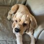 Photo of Arizona Pet Grooming