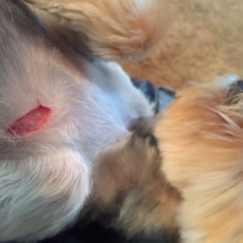 Clean Mutts and Puppy Cuts - Here is the cut that my dog received from Clean Mutts and Puppy Cuts - Pet Groomers Near Me - Bend, Oregon