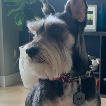 Paws World Pet Grooming - Pet Groomers Near Me