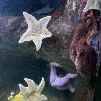 Austin Aquarium - Octopus! - Aquariums Near Me - Austin, Texas Austin Aquarium - Octopus! - Aquariums Near Me - Austin, Texas