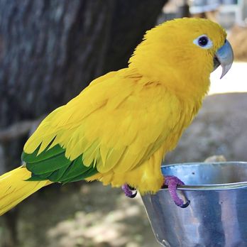 Free Flight - Animal Shelters Near Me - Del Mar, California Free Flight - Animal Shelters Near Me - Del Mar, California