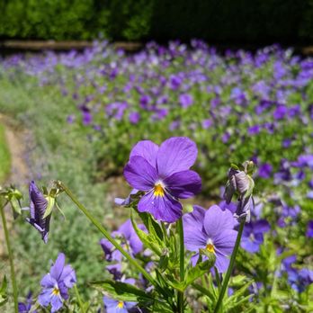 Filoli - Botanical Gardens Near Me - Woodside, California