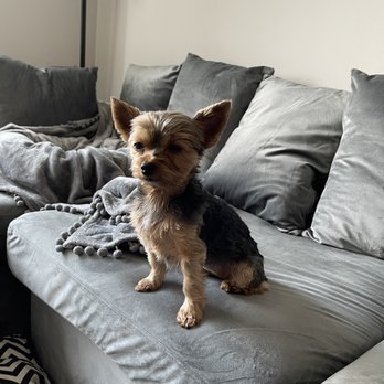 VetIQ Petcare - My yorkie - Veterinarians Near Me - Royal Oak, Michigan