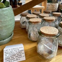 Variety of plants for sale including marimo moss!! Variety of plants for sale including marimo moss!!
